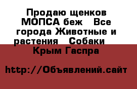 Продаю щенков МОПСА беж - Все города Животные и растения » Собаки   . Крым,Гаспра